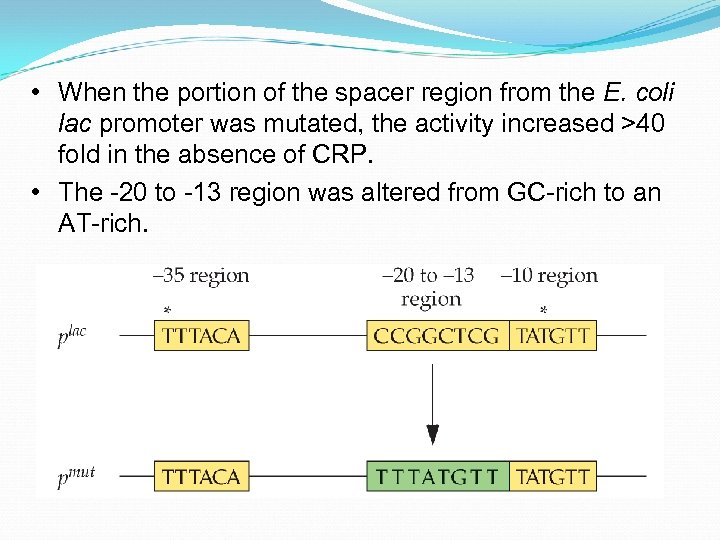  • When the portion of the spacer region from the E. coli lac