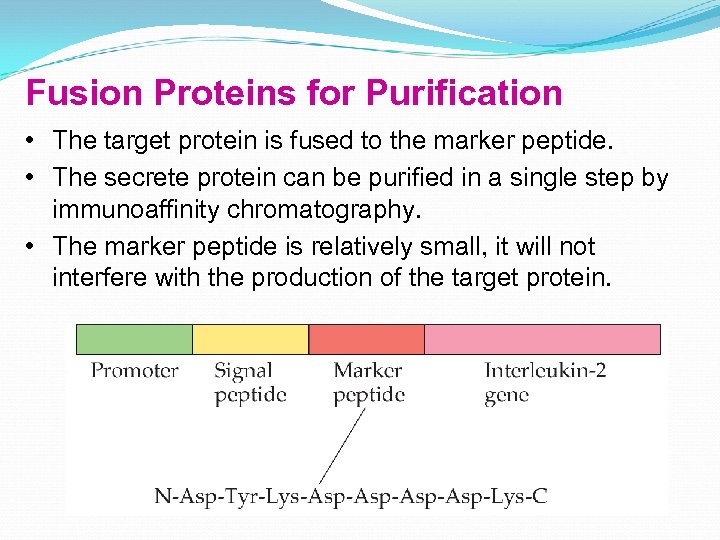Fusion Proteins for Purification • The target protein is fused to the marker peptide.
