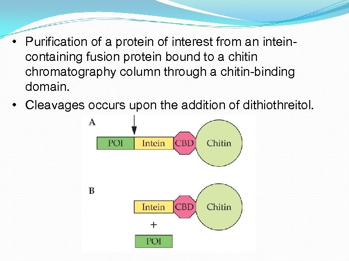  • Purification of a protein of interest from an inteincontaining fusion protein bound