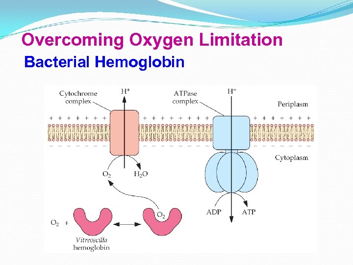 Overcoming Oxygen Limitation Bacterial Hemoglobin 