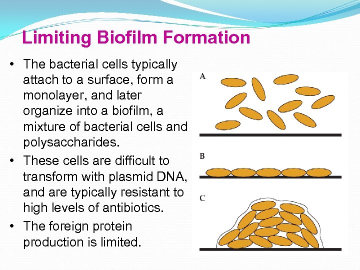 Limiting Biofilm Formation • The bacterial cells typically attach to a surface, form a