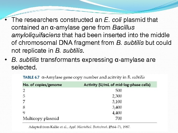  • The researchers constructed an E. coli plasmid that contained an α-amylase gene