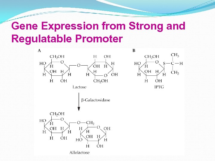 Gene Expression from Strong and Regulatable Promoter 