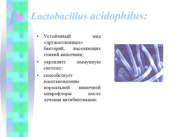 Lactobacillus acidophilus: • Устойчивый вид «дружественных» бактерий, населяющих тонкий кишечник; • укрепляет иммунную систему;