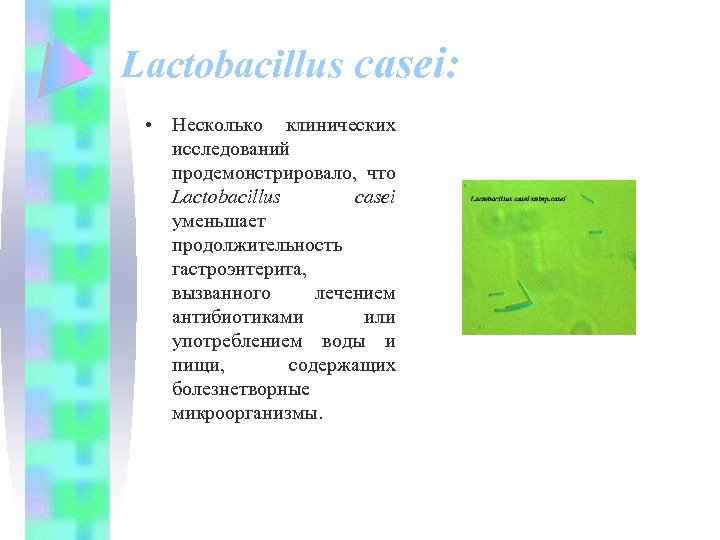 Lactobacillus casei: • Несколько клинических исследований продемонстрировало, что Lactobacillus casei уменьшает продолжительность гастроэнтерита, вызванного