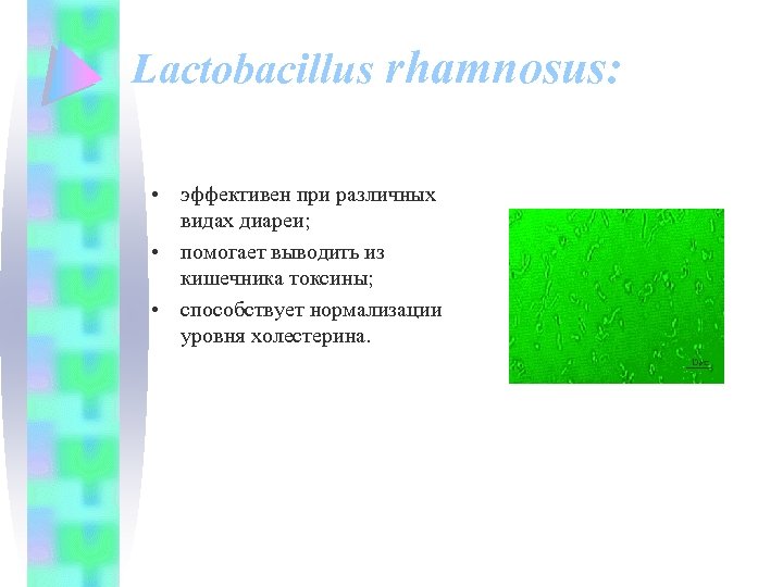 Lactobacillus rhamnosus: • эффективен при различных видах диареи; • помогает выводить из кишечника токсины;