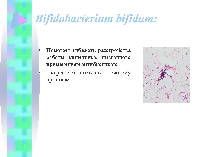 Bifidobacterium bifidum: • Помогает избежать расстройства работы кишечника, вызванного применением антибиотиков; • укрепляет иммунную