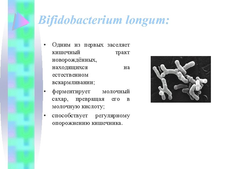 Bifidobacterium longum: • Одним из первых заселяет кишечный тракт новорождённых, находящихся на естественном вскармливании;