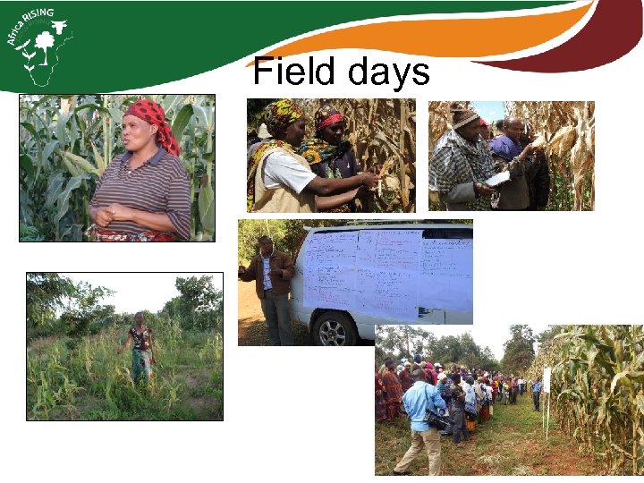 Field days 