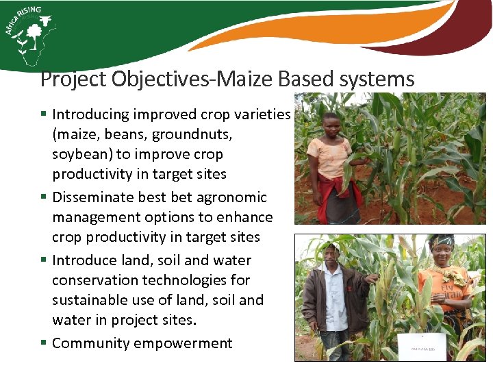 Project Objectives-Maize Based systems § Introducing improved crop varieties (maize, beans, groundnuts, soybean) to