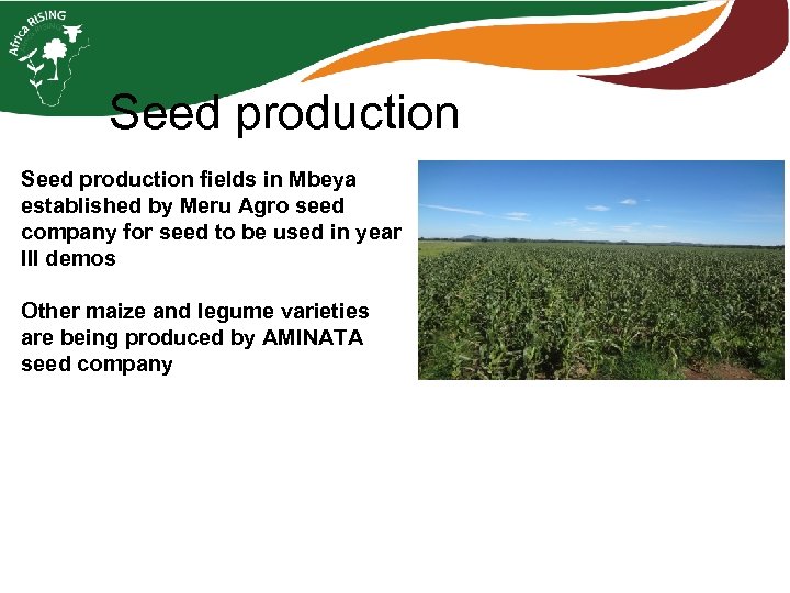 Seed production fields in Mbeya established by Meru Agro seed company for seed to