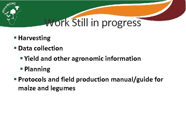 Work Still in progress § Harvesting § Data collection § Yield and other agronomic