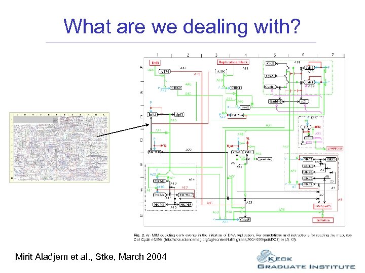What are we dealing with? Mirit Aladjem et al. , Stke, March 2004 