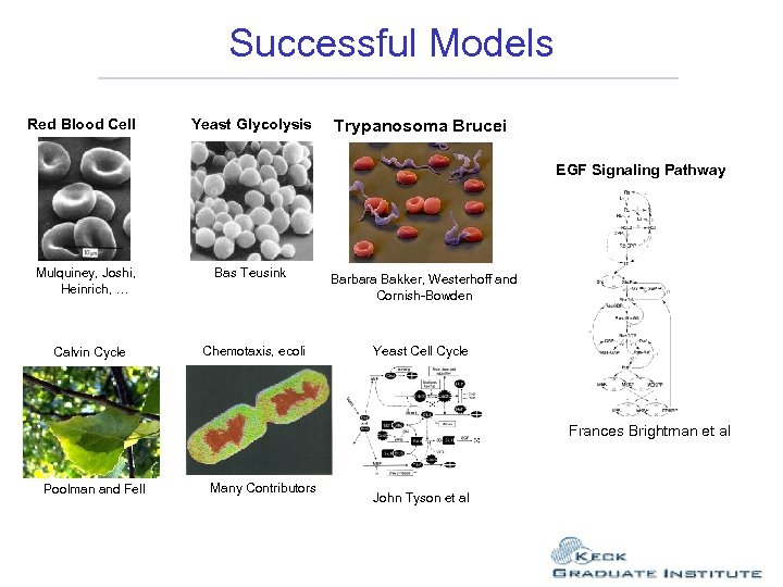 Successful Models Red Blood Cell Yeast Glycolysis Trypanosoma Brucei EGF Signaling Pathway Mulquiney, Joshi,