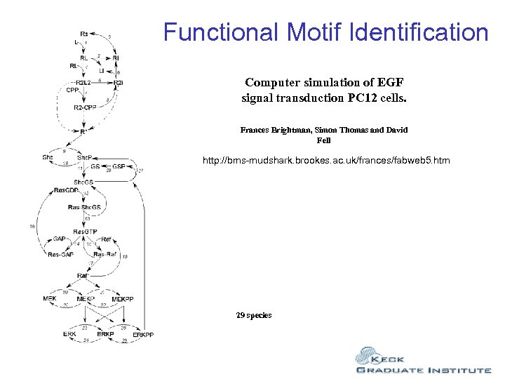 Functional Motif Identification Computer simulation of EGF signal transduction PC 12 cells. Frances Brightman,
