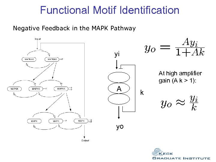 Functional Motif Identification Negative Feedback in the MAPK Pathway yi At high amplifier gain
