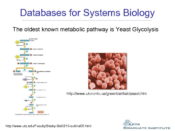Databases for Systems Biology The oldest known metabolic pathway is Yeast Glycolysis http: //www.