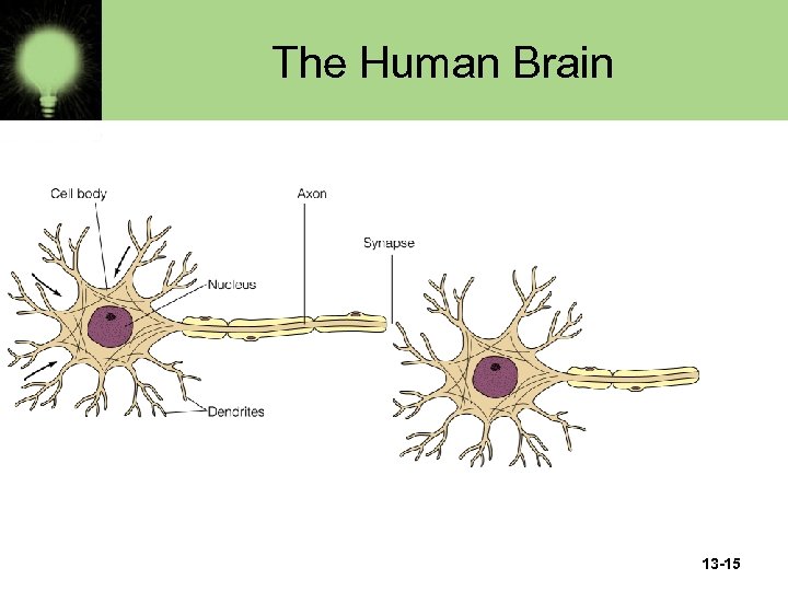 The Human Brain 13 -15 