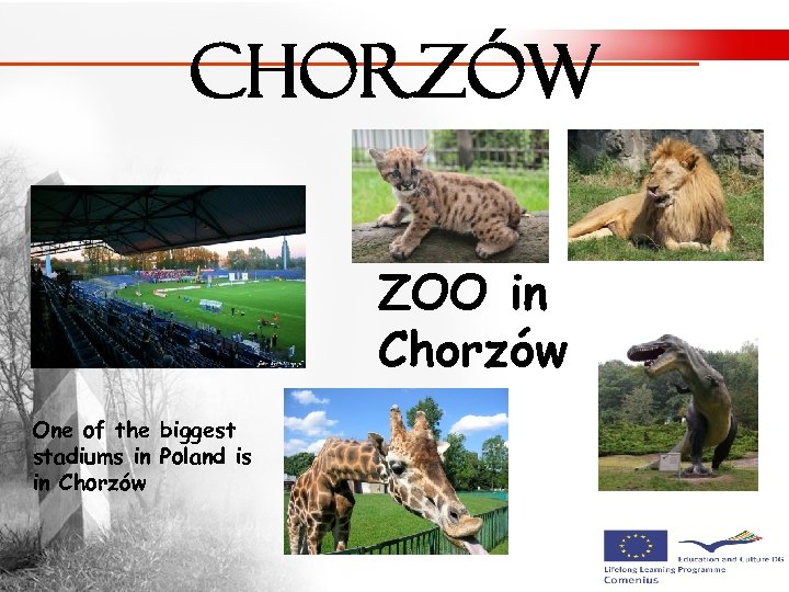 Chorzów ZOO in Chorzów One of the biggest stadiums in Poland is in Chorzów