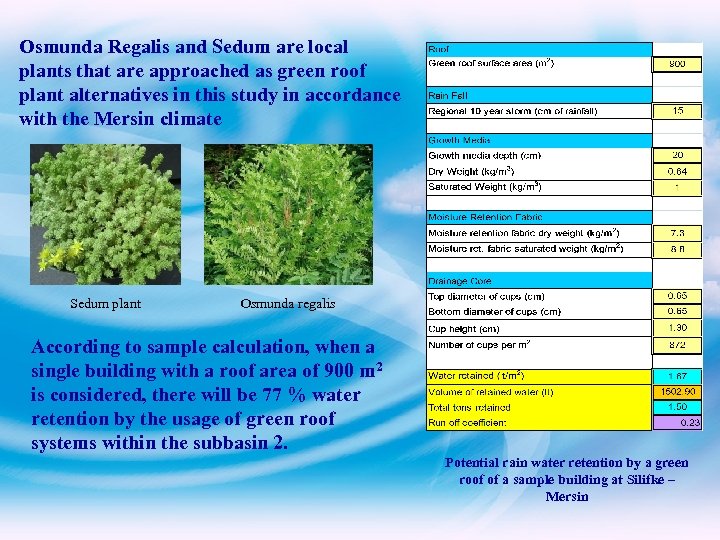 Osmunda Regalis and Sedum are local plants that are approached as green roof plant