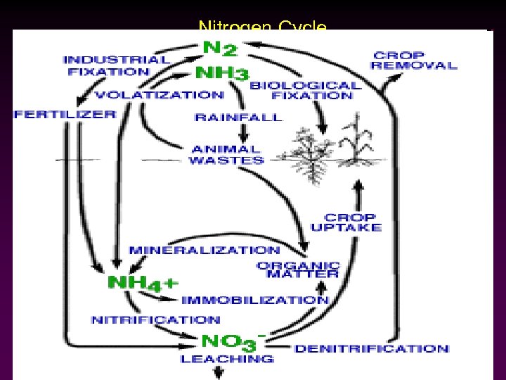 …Nitrogen Cycle 