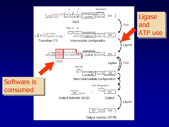 Ligase and ATP use Software is consumed 