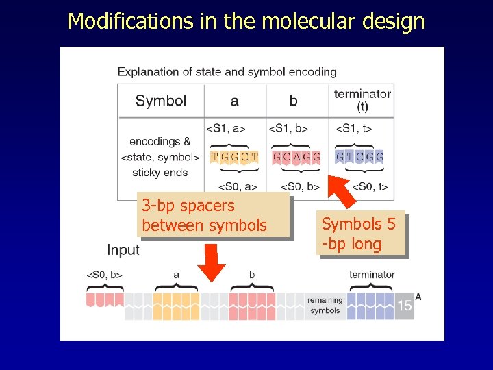 Modifications in the molecular design 3 -bp spacers between symbols Symbols 5 -bp long