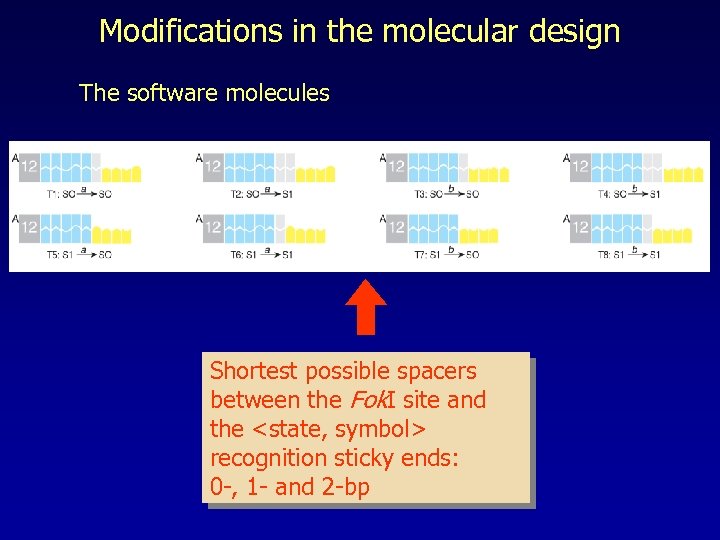 Modifications in the molecular design The software molecules Shortest possible spacers between the Fok.