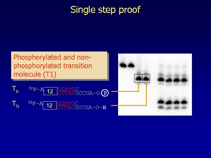 Single step proof Phosphorylated and nonphosphorylated transition molecule (T 1) Ta 32 P-A 12