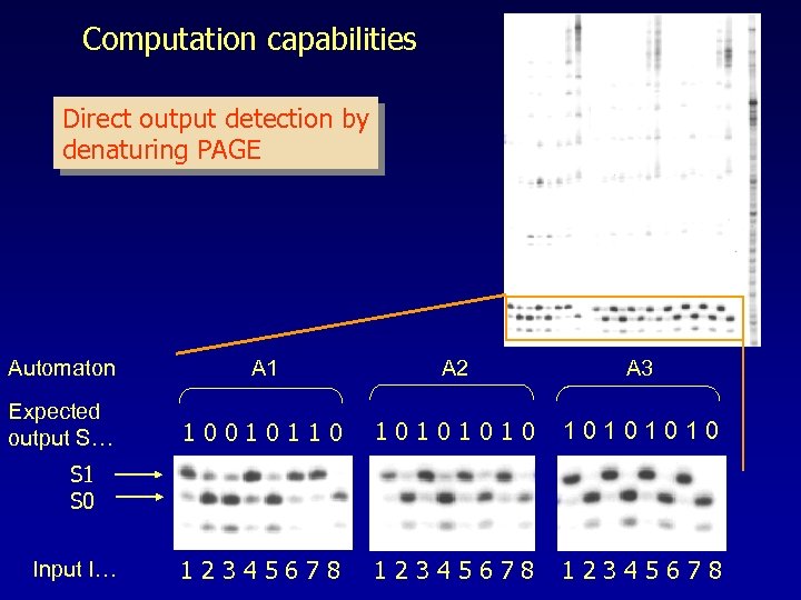 Computation capabilities Direct output detection by denaturing PAGE Automaton A 1 A 2 A