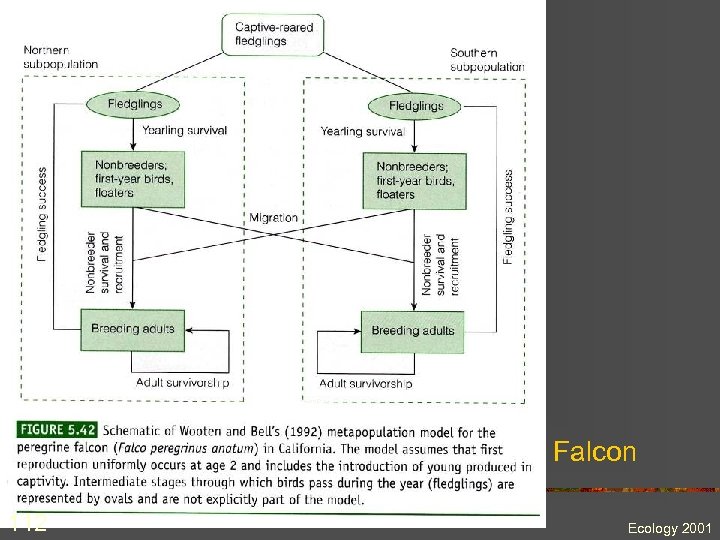 Falcon 112 Ecology 2001 