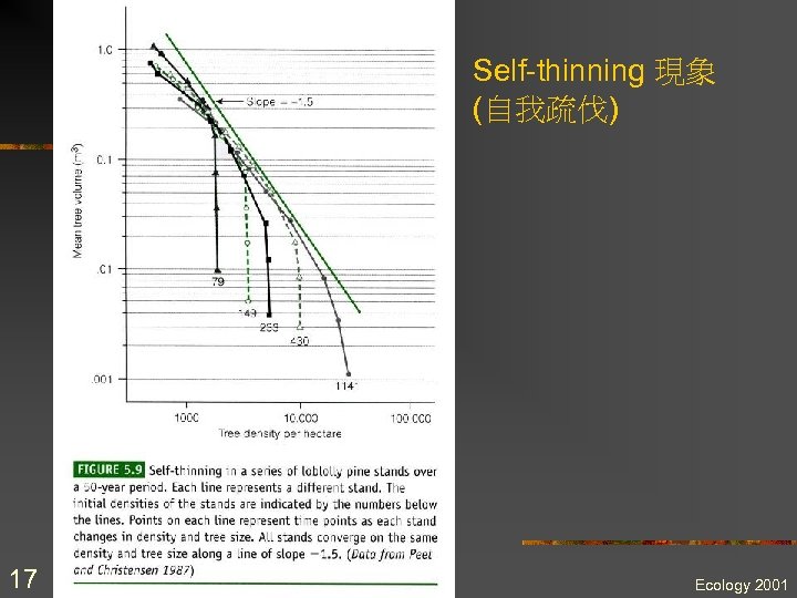 Self-thinning 現象 (自我疏伐) 17 Ecology 2001 