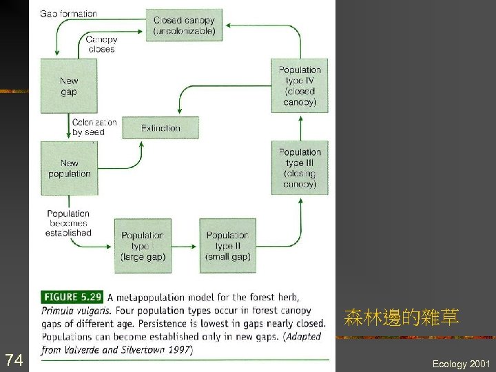 森林邊的雜草 74 Ecology 2001 