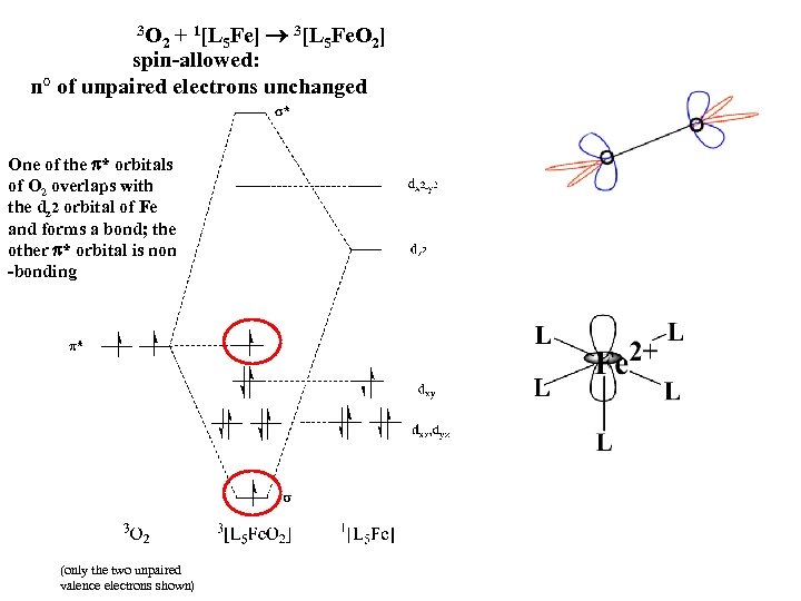 3 O 2 + 1[L 5 Fe] 3[L 5 Fe. O 2] spin-allowed: n°