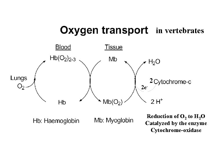 in vertebrates 2 e- 2 Reduction of O 2 to H 2 O Catalyzed