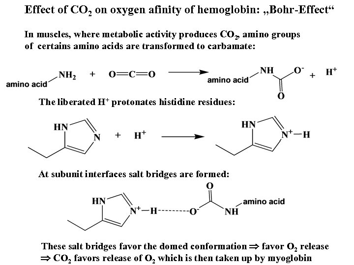 Effect of CO 2 on oxygen afinity of hemoglobin: „Bohr-Effect“ In muscles, where metabolic