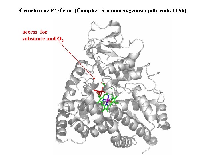 Cytochrome P 450 cam (Campher-5 -monooxygenase; pdb-code 1 T 86) access for substrate and