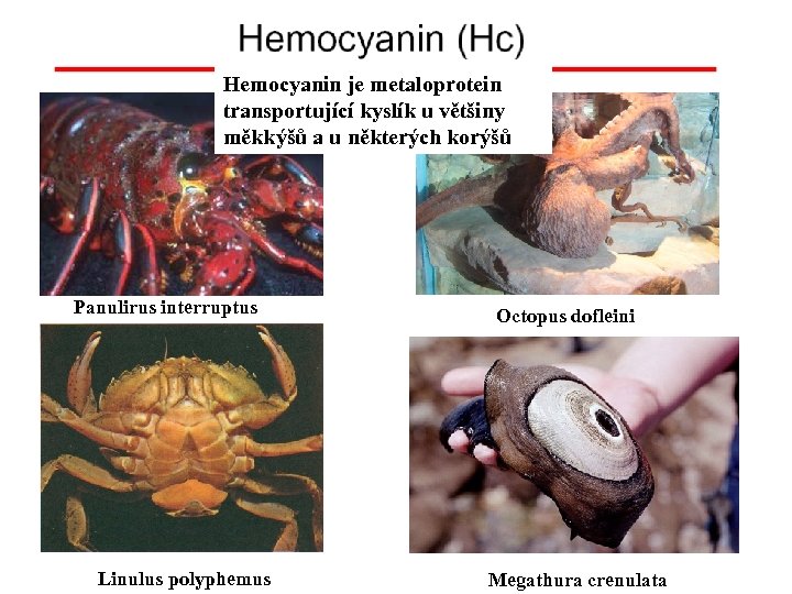Hemocyanin je metaloprotein transportující kyslík u většiny měkkýšů a u některých korýšů Panulirus interruptus
