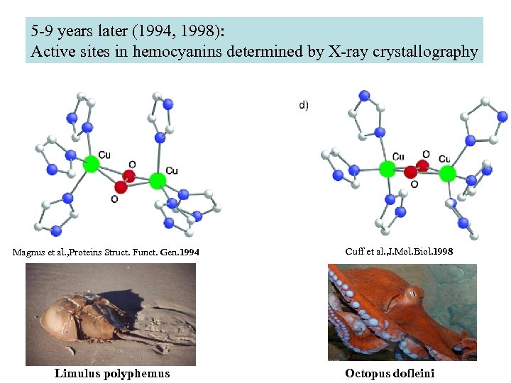 5 -9 years later (1994, 1998): Active sites in hemocyanins determined by X-ray crystallography