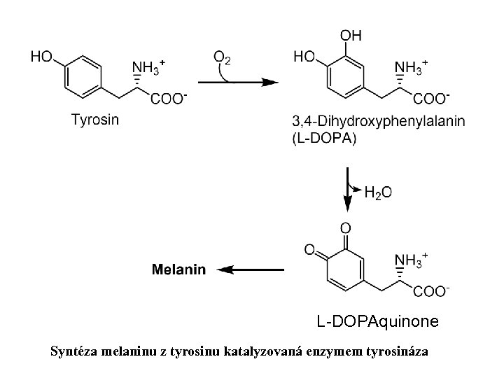 L-DOPAquinone Syntéza melaninu z tyrosinu katalyzovaná enzymem tyrosináza 