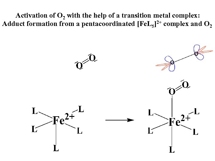 Activation of O 2 with the help of a transition metal complex: Adduct formation