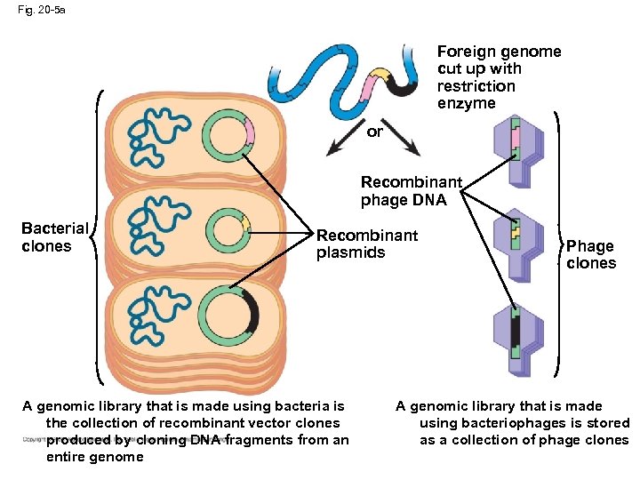 Fig. 20 -5 a Foreign genome cut up with restriction enzyme or Recombinant phage