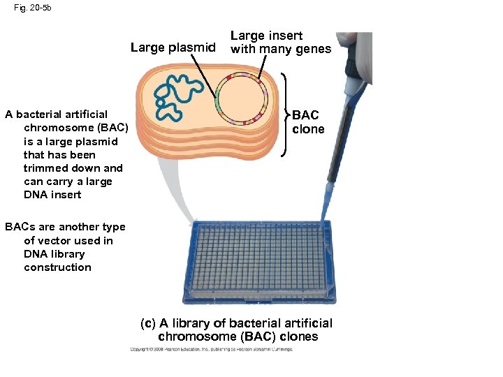 Fig. 20 -5 b Large plasmid A bacterial artificial chromosome (BAC) is a large