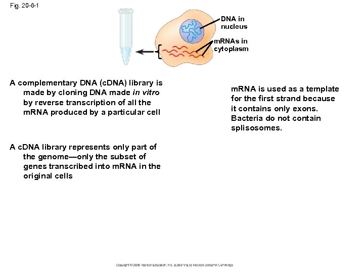 Fig. 20 -6 -1 DNA in nucleus m. RNAs in cytoplasm A complementary DNA