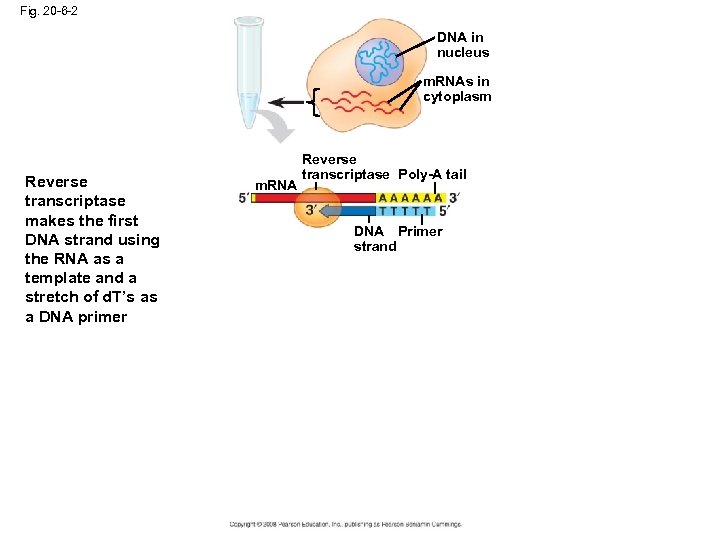 Fig. 20 -6 -2 DNA in nucleus m. RNAs in cytoplasm Reverse transcriptase makes