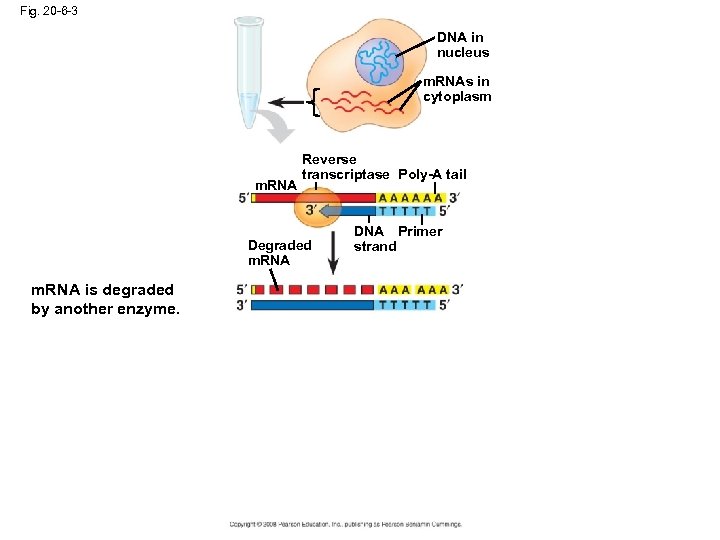 Fig. 20 -6 -3 DNA in nucleus m. RNAs in cytoplasm m. RNA Reverse