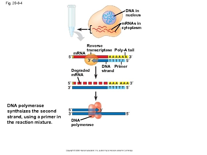 Fig. 20 -6 -4 DNA in nucleus m. RNAs in cytoplasm m. RNA Reverse