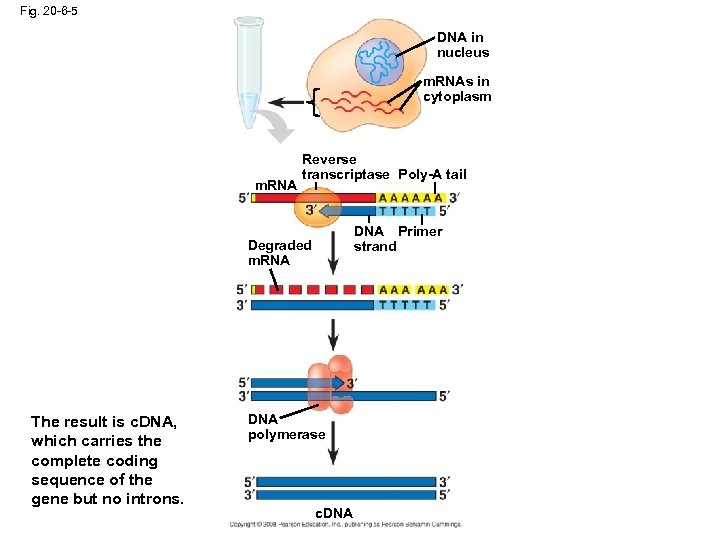 Fig. 20 -6 -5 DNA in nucleus m. RNAs in cytoplasm m. RNA Reverse