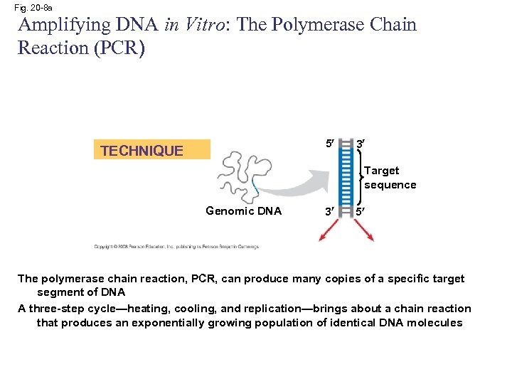 Fig. 20 -8 a Amplifying DNA in Vitro: The Polymerase Chain Reaction (PCR) 5
