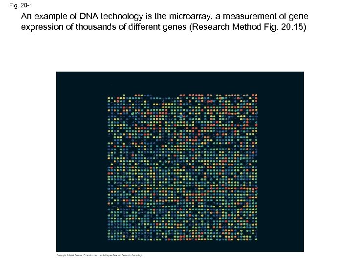 Fig. 20 -1 An example of DNA technology is the microarray, a measurement of